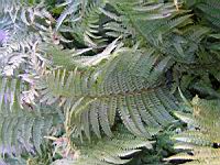 Fougere - Dryopteris Affinis subsp Borreri (fam Dryopteridacees) (Europe, Asie) (2) (Photo F. Mrugala)